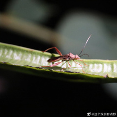 Riptortus linearis