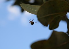 Araneus