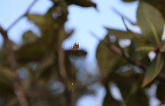 Araneus