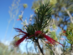 Melaleuca eriocarpa