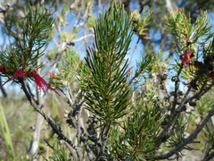 Melaleuca eriocarpa