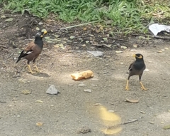 Acridotheres tristis