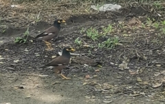 Acridotheres tristis