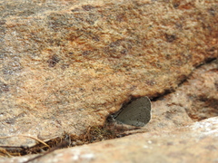 Celastrina lavendularis