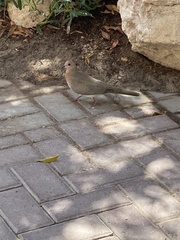 Streptopelia senegalensis