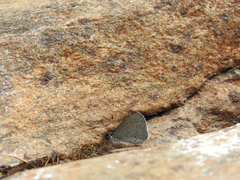 Celastrina lavendularis