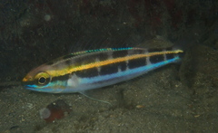 Pentapodus paradiseus