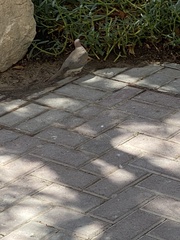 Streptopelia senegalensis