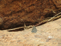 Celastrina lavendularis
