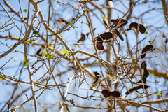 Microlobius foetidus