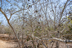 Microlobius foetidus