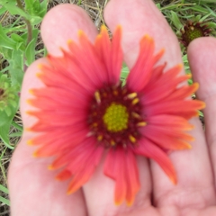 Gaillardia amblyodon