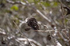 Microlobius foetidus