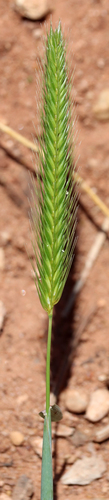 Little barley (Hordeum pusillum)