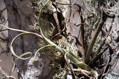 Tillandsia intermedia
