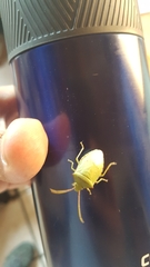 Chlorocoris rufopictus