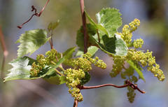 Vitis acerifolia