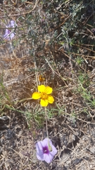 Dyssodia tagetiflora