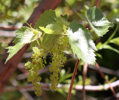 Vitis acerifolia