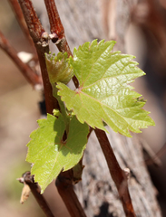 Vitis acerifolia