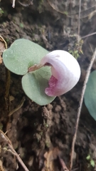 Corybas barbarae