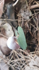 Corybas barbarae
