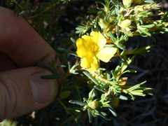 Hibbertia aurea