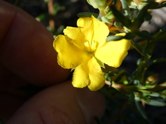 Hibbertia aurea