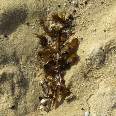 Carpophyllum flexuosum