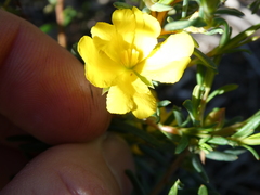 Hibbertia aurea