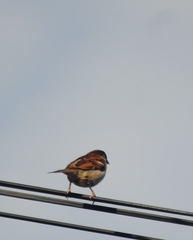Passer domesticus