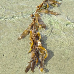 Carpophyllum flexuosum