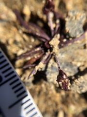 Triphysaria pusilla