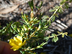Hibbertia aurea