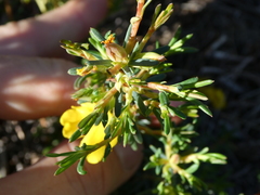 Hibbertia aurea