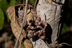 Imantodes gemmistratus