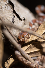 Imantodes gemmistratus