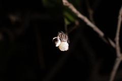 Curicaberis culiacan