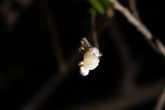 Curicaberis culiacan