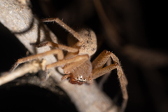 Curicaberis culiacan