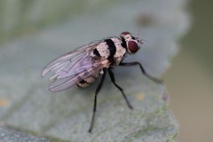 Anthomyia silvestris