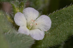 Phacelia eisenii