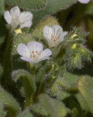 Phacelia eisenii