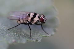 Anthomyia silvestris