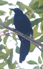 Quiscalus mexicanus