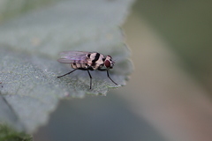 Anthomyia silvestris