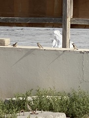 Passer domesticus