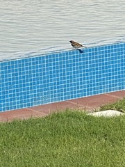 Passer domesticus