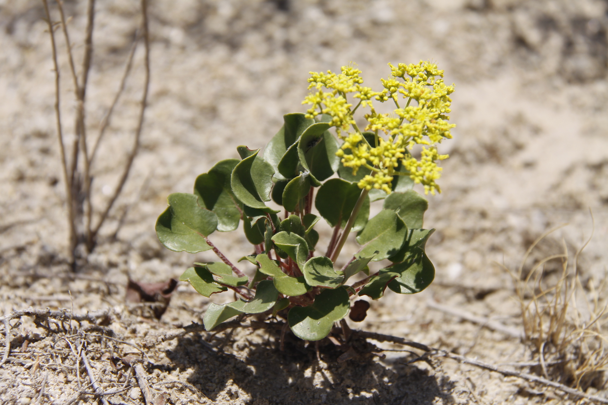 Eriogonum gypsophilum