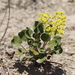 Gypsum Wild-Buckwheat - Photo (c) BLM New Mexico, some rights reserved (CC BY-NC-ND)